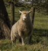 On the Lam(b): This ewe escaped over the fence as I was driving past.  She gave me a 