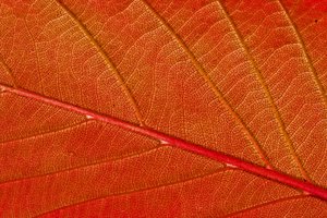 Autumn Leaf Macro: Macro shot of a prunus leaf in full autumn colour.