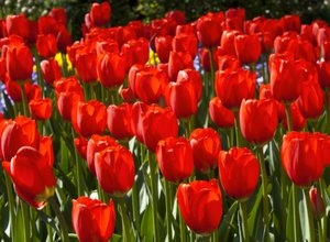 Red Tulips: A flowerbed full of red tulips at kuekenhof Gardens near Amsterdam, Netherlands.