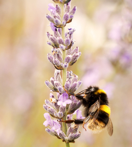 Bee on Lavender 3: A fuzzy bumblebee collecting pollen from lavender.