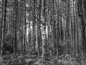 Beacon Fell 2: Fir tree trunks.