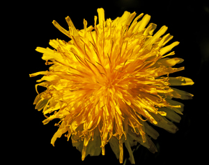 Dandelion Close-up: A golden dandelion flower.