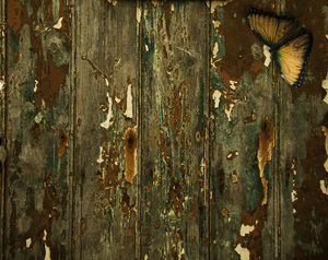 Butterfly Grunge Notice Board: A grungy texture notice board with grungy butterfly.