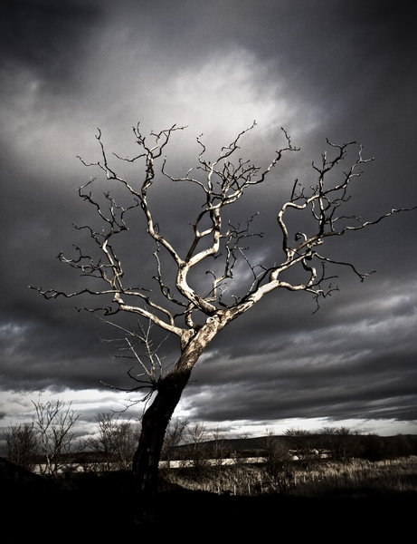 Dead Tree: 