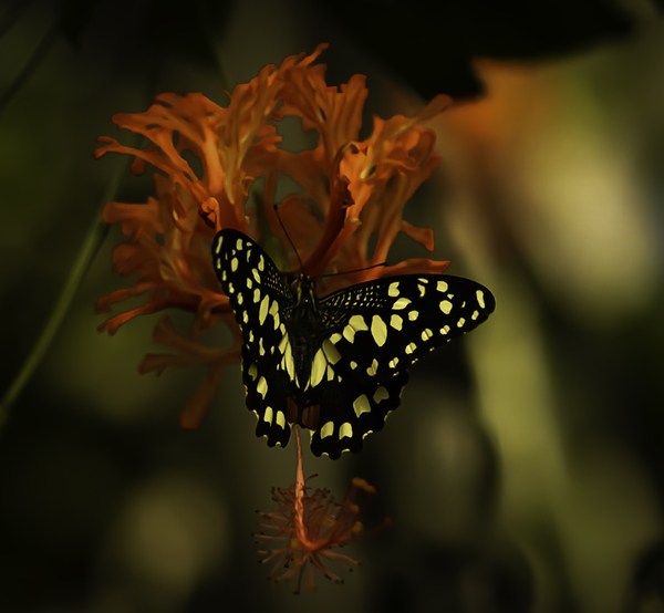 Butterfly on Red Flower: An exotic butterfly on an exotic flower.