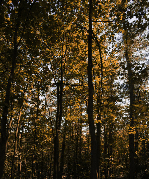 floresta de outono: 