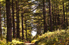 Fir forests: Fir forest in Mt. Hamback at KOREA