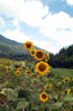 sunfloweres: Sunflowers in Mt. Hamback at KOREA