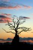 The Old Crow Tree: The Old Crow Tree at sunset