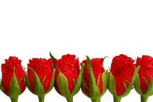 Roses in Line: A line of red roses against a white background