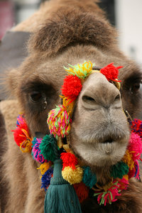 Pretty Camel: A Tunisian camel with a brightly coloured halter