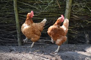 Chicken dance: Two chickens dance for me
