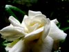 Gardenia em Soft Light: 