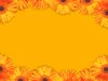 Floral Border 43: A border of yellow gerbera flowers. Lots of copyspace.