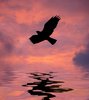Flight Over Water 2: Bird silhouette against a colourful sky, reflected in water. Graphic. Bird shape courtesy of Obsidian Dawn. None of my images may be redistributed without my express permission.
