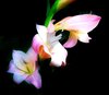 Gladiolus Flowers: A stem of gladioli in delicate shades of pink and purple, with soft lighting, and a dark background.