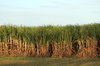 Sugar Cane Field: A sugar cane field in Queensland, Australia.
