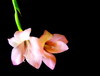 gladioulus kwiaty 2: 