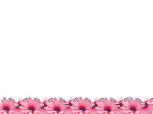 Floral Border 24: Floral border on blank page. Lots of copyspace. Must be seen in the large size to appreciate.