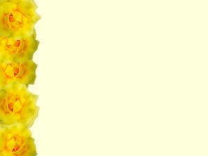 Floral Border  25: Floral border of yellow roses on blank page. Lots of copyspace.