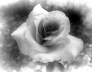 Black and White Rose: Rose edited in greyscale. An old fashioned, Victorian effect.