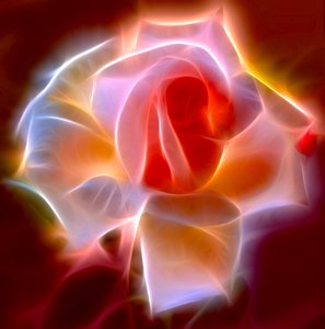 Abstract Rose 3: A fractalised rose, gloriously lit up!