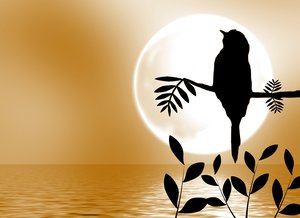 Bird Silhouette on Branch 1: A bird sitting on a branch silhouetted against the bright moon, with the moonlight reflected in water..