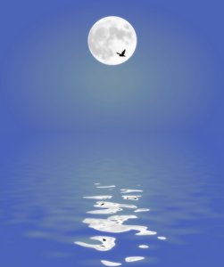 Moon Reflected in Water 1: A full moon reflected in the water. Bird flying past.