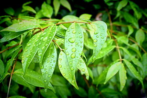 Leaves With Raindrops: 
