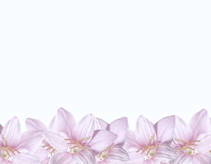 Natural Floral Border 6: A floral border of beautiful natural pink flowers. You may prefer:  http://www.rgbstock.com/photo/mVEl3Cw/Pretty+in+Pink+1  or:  http://www.rgbstock.com/photo/2dyVTby/Hibiscus+Border+1