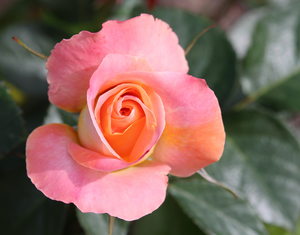 Pink and Apricot Rosebud: A beautiful pink and apricot coloured rose. You may prefer:  http://www.rgbstock.com/photo/2dyVpyq/Rose+Dream  or:  http://www.rgbstock.com/photo/mikJqII/Abstract+Rose+3