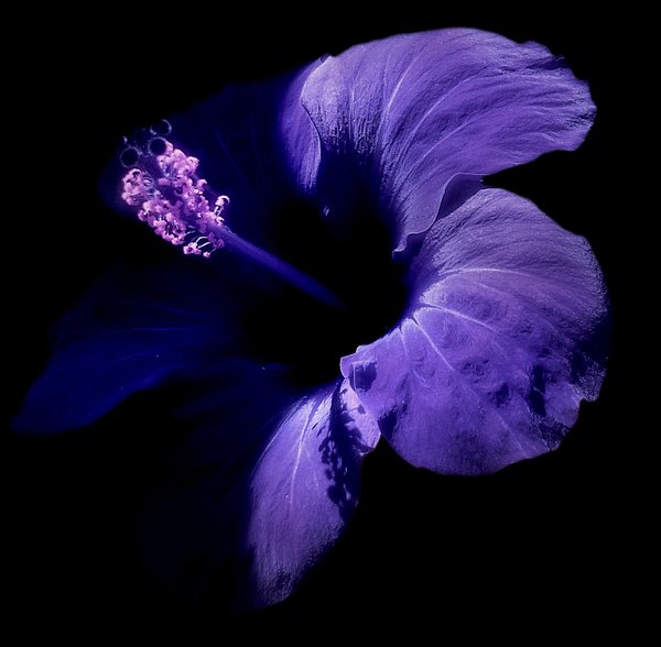 Hibiscus - Duotone: Hibiscus edited in purple colours.