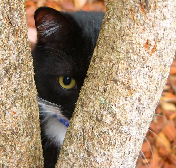 Cat Peering: Hiding behind a tree, my cat is listening, as he's completely blind.