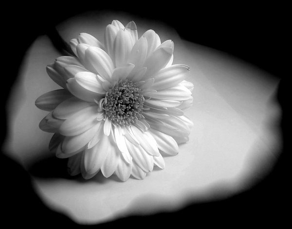 Chrysanthemum 5: 