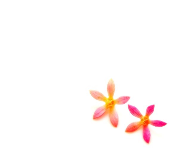 małe różowe kwiaty 2: 