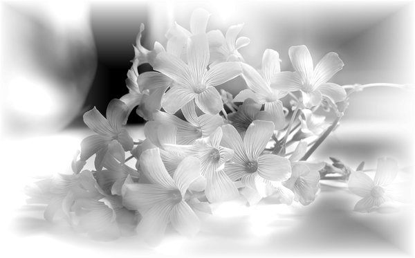 Flowers 2: A tiny bouquet of flowers in monotone, with a diffused effect.