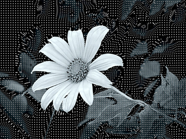 Abstract Flower urdidura Effect: 
