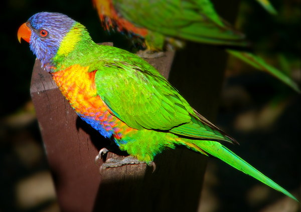 Rainbow Lorikeet: Rainbow lorikeet relaxing in the sun. I used to have a flock of about 20 to 50 visit me every day. Beautiful birds with jewel colours. They live on nectar - their natural food - but will eat some seeds and bread. They die if they are fed seeds only.