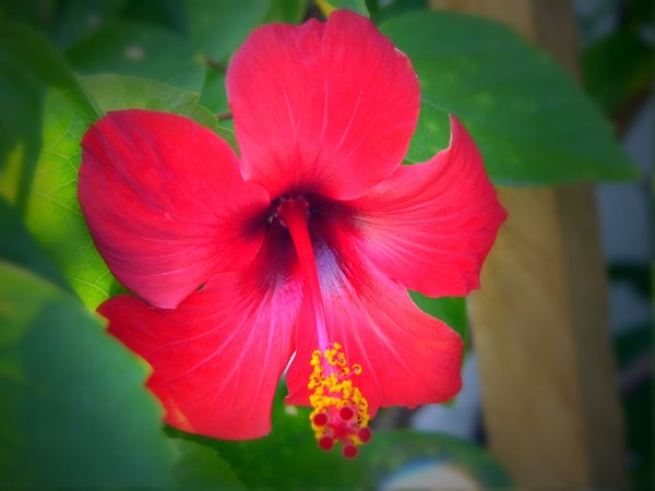 Red Hibiscus: A red hibiscus with yellow pollen.