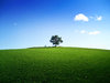 A tree on the horizon: Small tree on the horizon of a green field or a meadow under almost blue sky with a single cloud