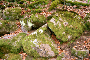 Wald- & Wiesenlandschaft 1: Felsgestein mit Moos