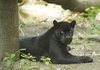 Zwarte jaguar in rust: 