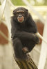Chimpanze: 
