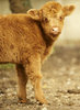 Calf of a cow: Calf of a cow in Gyor Zoo