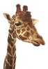 Giraffe: 