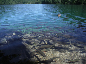 Fish invasion: Group of fishes in a crystal clear water in Plitvice, Croatia