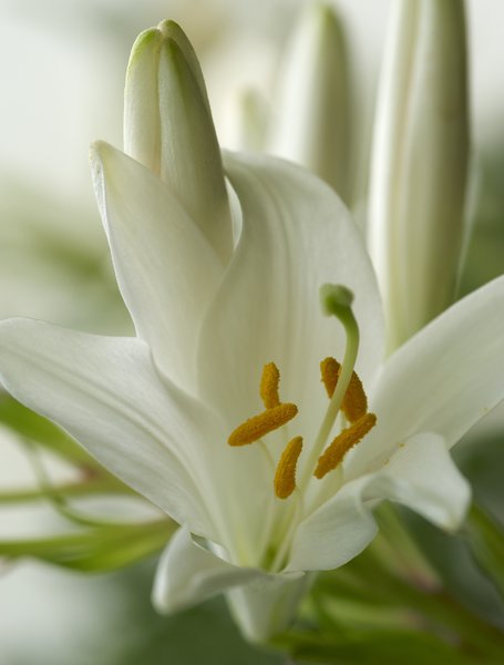 Flor del lirio blanco: 