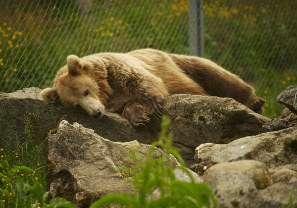Niedźwiedź brunatny odpoczynku: 