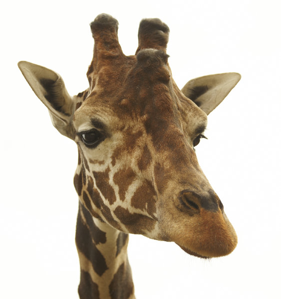 Giraffe: Portrait of a giraffe in Gyor Zoo, Hungary