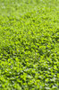 Clover and grass: texture